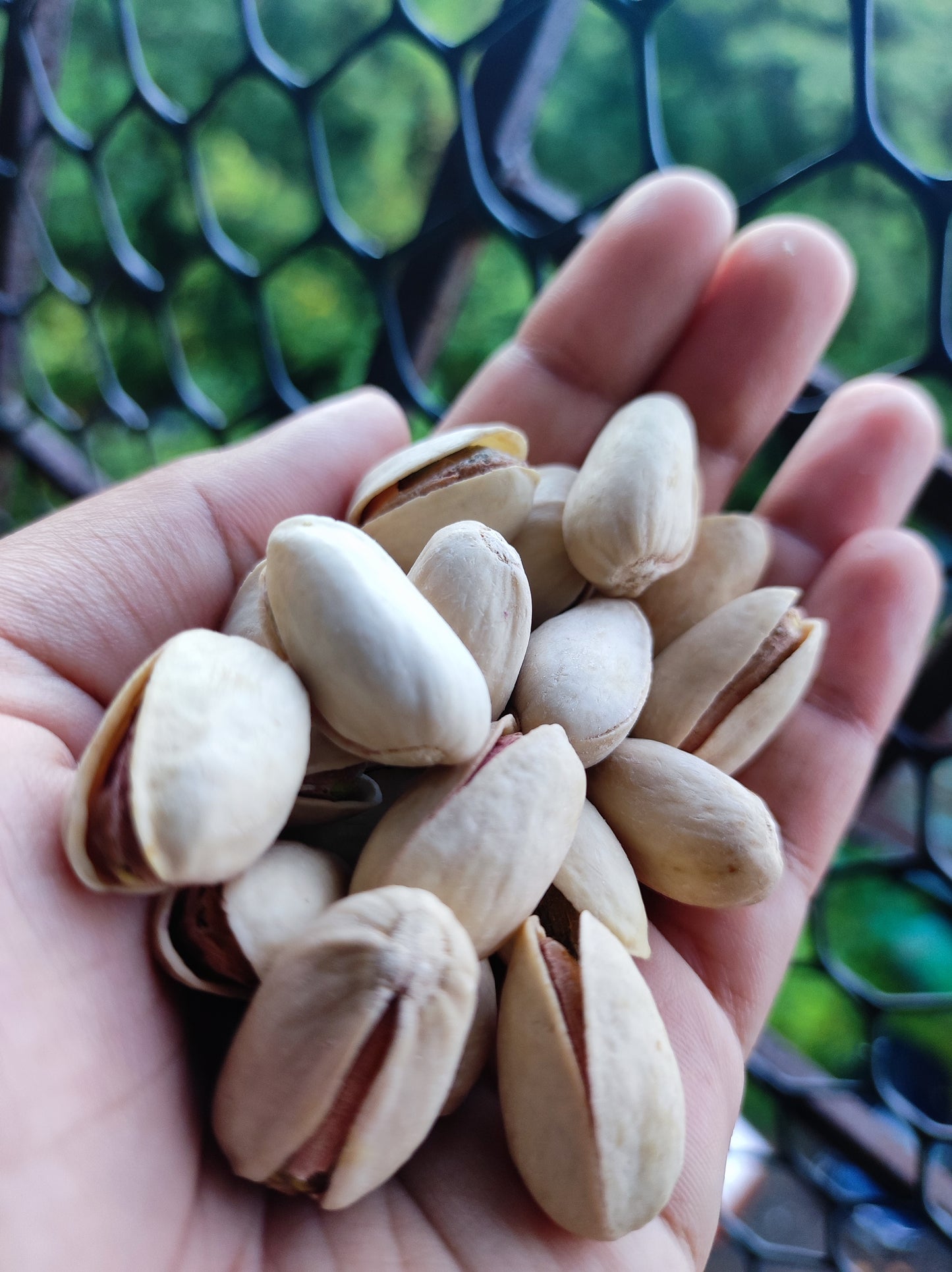 Fresh & Crunchy Big Size Salted & Roasted Pistachio